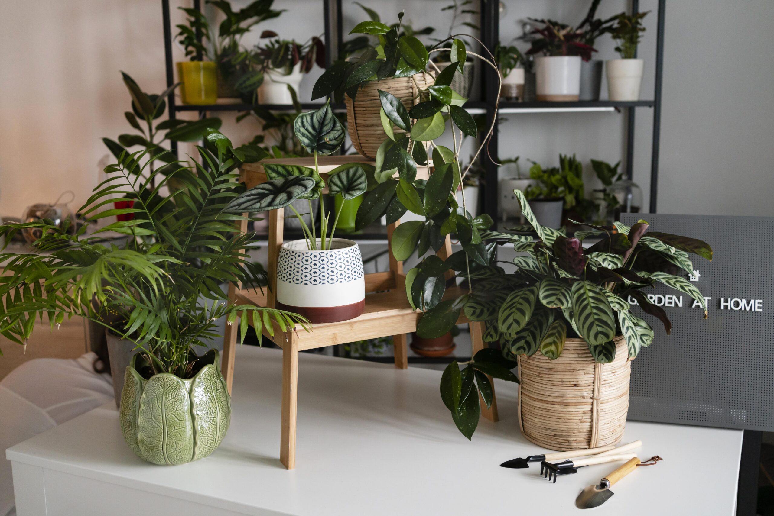 How to Style Plants in Living Rooms