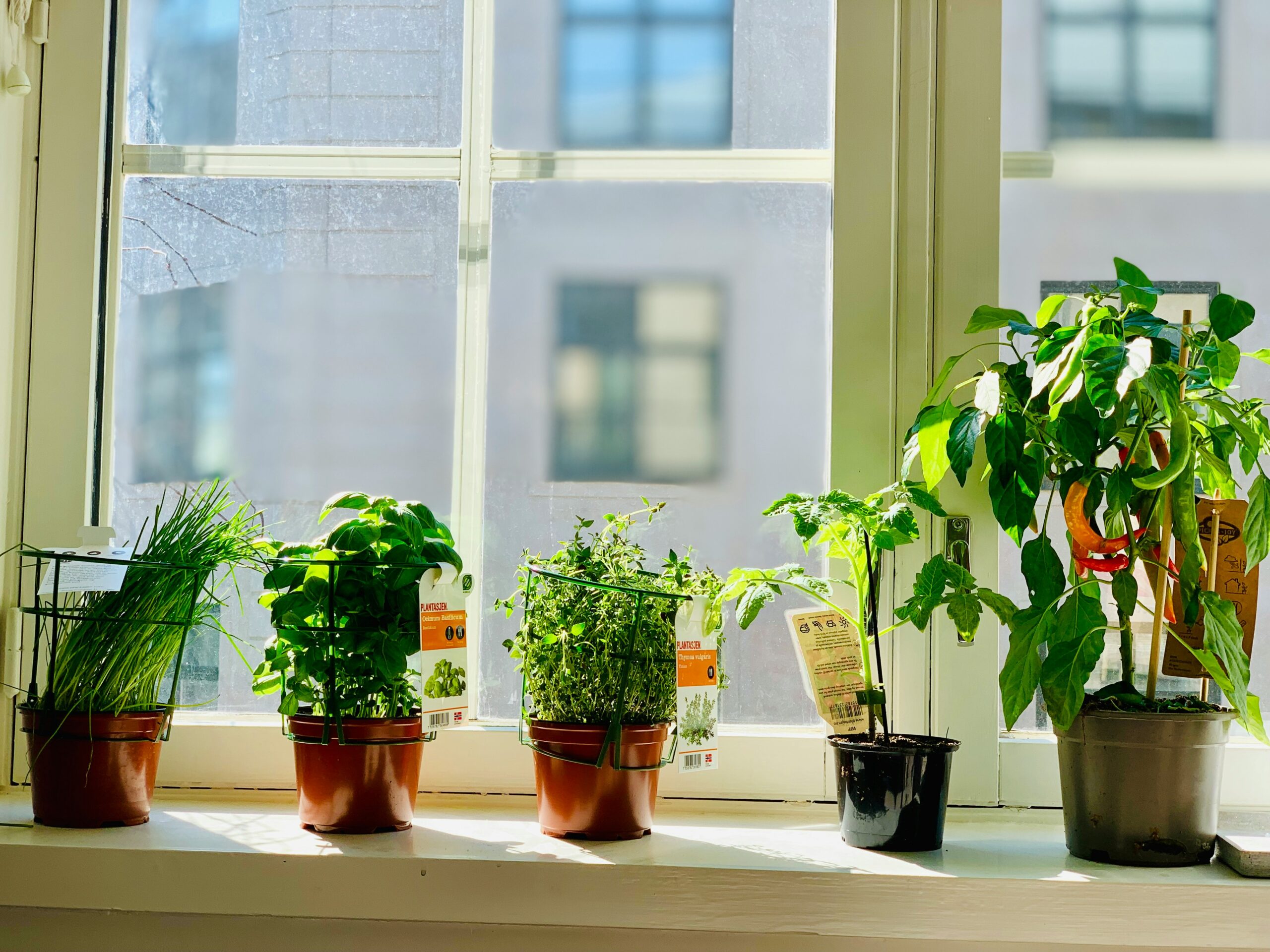 Indoor Plant Care Tips for Healthy Growth
